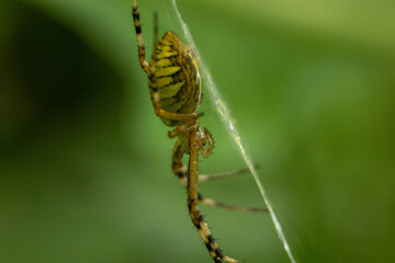 様々な顔姿のクモたち