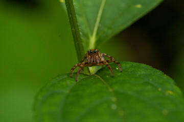 Fototapeta premium 様々な顔姿のクモたち