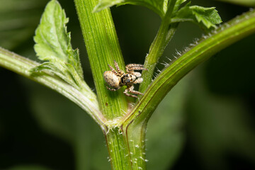 様々な顔姿のクモたち