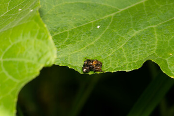 様々な顔姿のクモたち