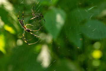 様々な顔姿のクモたち