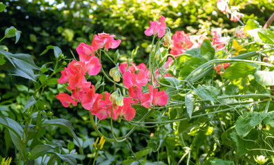 Tall sweet pea flowers (Lathyrus odoratus)