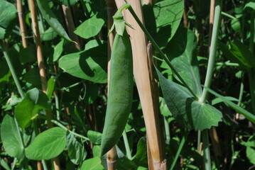pea pods, close-up © TK_Office