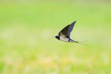 Rondine (Hirundo rustica) che vola sopra un prato verde,silhouette in primo piano