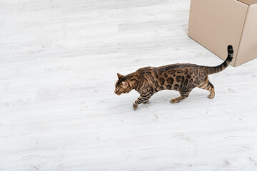 Top view of bengal cat walking near carton box at home.