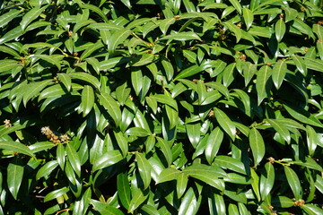 Grüne glänzende Buschblätter im Sonnenlicht im Frühling 