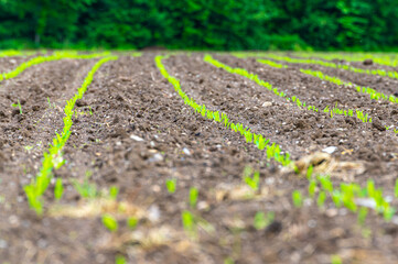 Field cultivated with maize. Newly sprouted maize plants. Maize shortage and new cultivation.
