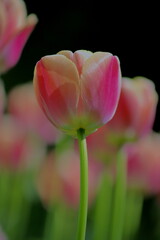 Fototapeta premium różowy tulipan na tle tulipanów 