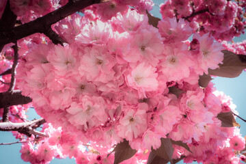 Cherry blossoms . High quality photo