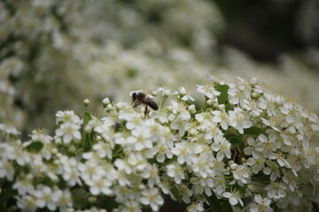 abeille sur une fleur