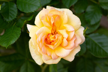 Yellow rose flower growing on outdoor garden. Rosa chinensis