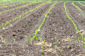 Field cultivated with maize. Newly sprouted maize plants. Maize shortage and new cultivation.
