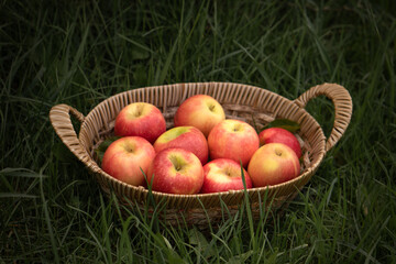 Fresh testy red apples in a wooden basket on the green grass.