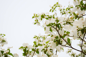 Obraz na płótnie Canvas Beautiful White Flowers Against a White Sky
