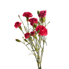 Branch pink carnation flowers isolated on white background