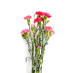Branch pink carnation flowers isolated on white background