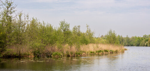 Roseliere, Etang aux Pointes, Chemin des marais,  Marais de Fontenay, Marais des Basses Vallées de l'Essonne et de la Juine, Essonne, 91