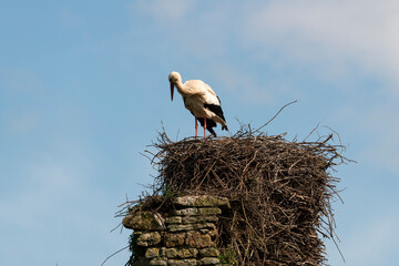 Cigogne blanche, nid,.Ciconia ciconia, White Stork, Chateau de la Rivière, Parc Naturel Régional des Marais du Cotentin et du Bessin, Manche, 50