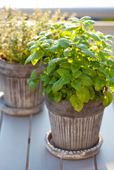 lemon balm (melissa) and thyme herb in flowerpot on balcony, urban container garden concept