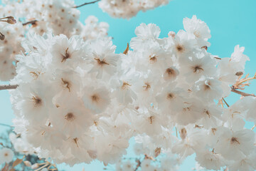Spring blooming white sakura tree with beautiful pink flowers