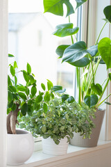 green houseplants fittonia, monstera and ficus microcarpa ginseng in white flowerpots on window