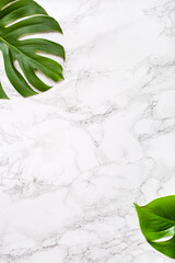 monstera leaf tropical plant on gray marble background © Olga Miltsova
