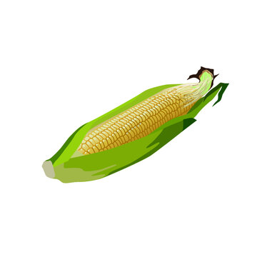 トウモロコシの穂軸 Images Browse 912 Stock Photos Vectors And Video Adobe Stock