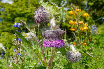 thistle on green meadow with flowers