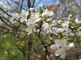 Cherry blossom in the spring. White cherry petals in green  and blue background. Dew drops on petals.