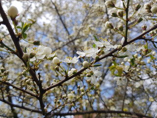 Cherry blossom in the spring. White cherry petals in blue sky background. Dew drops on petals.