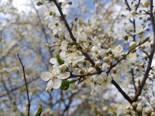 Cherry blossom in the spring. White cherry petals in blue sky background. Dew drops on petals.