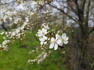 Cherry blossom in the spring. White cherry petals in green background. Dew drops on petals.