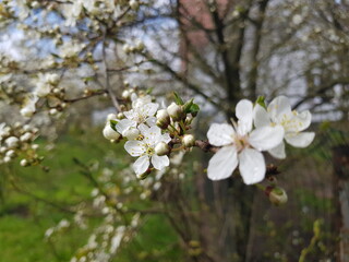 Cherry blossom in the spring. White cherry petals in green background. Dew drops on petals.