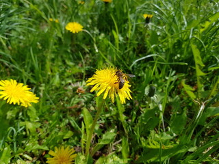 Bee on yellow dandelion. Dandelions in meadow.