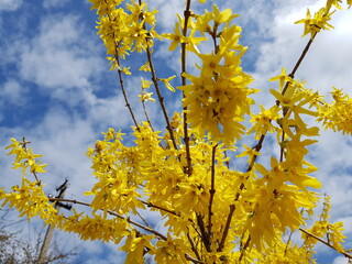 Yellow mimosa bush blooming. Yellow in blue sky. Blue yellow.