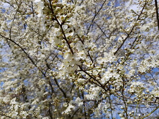 Cherry blossom in the spring. White cherry petals in green background. Dew drops on petals.