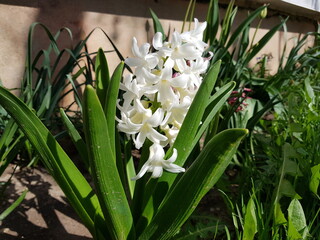 White hyacinth with green leaves. 