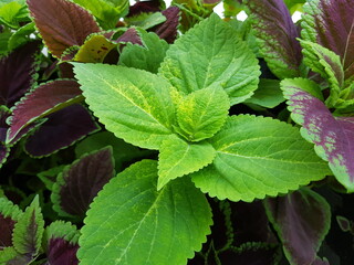 Coleus plant. purple and green color. Big leaves.