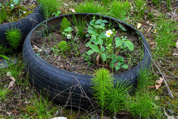 Used tires in the garden. Reuse of car tires. Tire recycling.