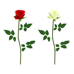赤と白のバラの蕾の素材イラストです。IllustratorのバージョンはCSです。