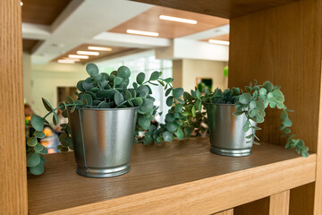 small iron pots with green flowers