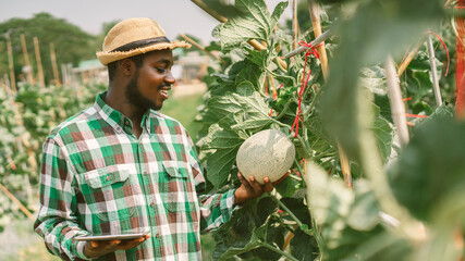 African Farmer is documenting data the yield and growth of melon in organic farms.Agriculture or...