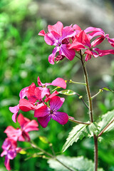 Purple flower