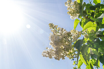 White lilac