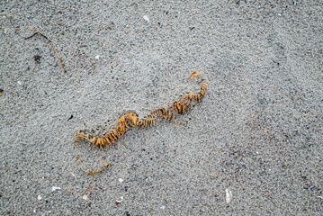 Channeled whelk (Busycotypus canaliculatus) egg case on sandy beach, Atlantic Coast