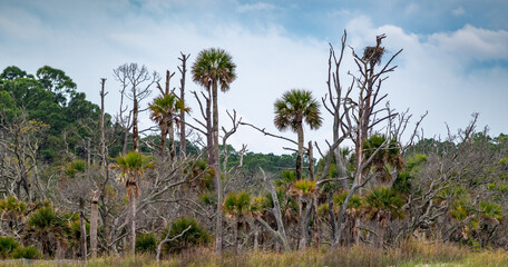 Carolina palm trees (Sabal palmetto) and dead trees with osprey bird nest on the South Carolina coast
