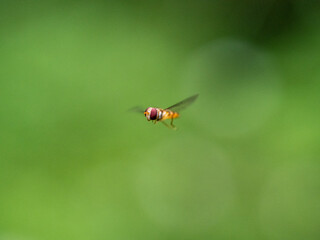 ホソヒラタアブ