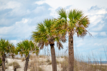 Carolina palm trees (Sabal palmetto) on the South Carolina coast - obrazy, fototapety, plakaty