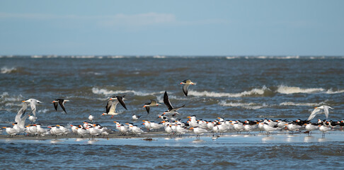 Shorebirds--black skimmers and royal terns--on a sandbar, Atlantic Ocean, South Carolina Coast, clouds in a blue sky