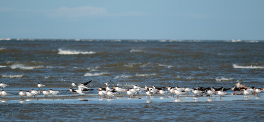 Shorebirds--black skimmers and royal terns--on a sandbar, Atlantic Ocean, South Carolina Coast, clouds in a blue sky